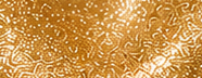 GS0213 Sand Gold