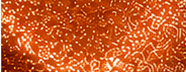 GS0400 Light Copper