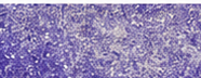 GSB0506 Fluorescent Purple