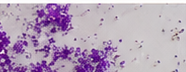 GSB0507 Fluorescent Violet