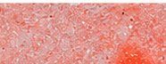 GSB0508 Fluorescent Coral
