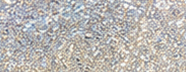 GSLB100 Radiant Silver